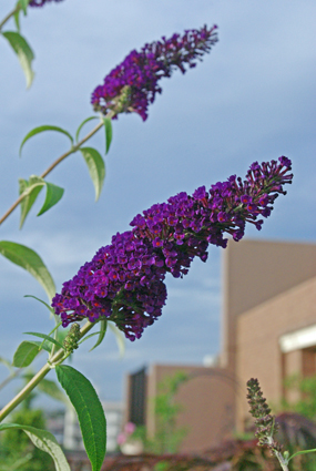 IMGP3873.jpg