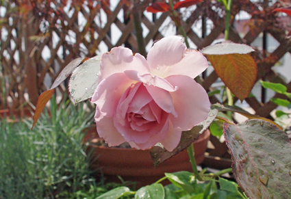 IMGP3877.jpg