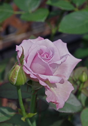 IMGP3903.jpg
