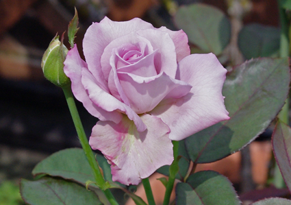 IMGP3904-1.jpg