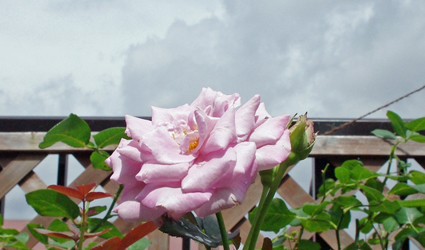 IMGP3934.jpg
