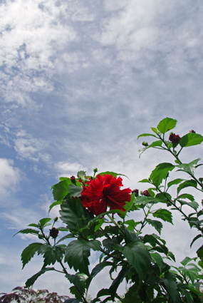 IMGP3936.jpg