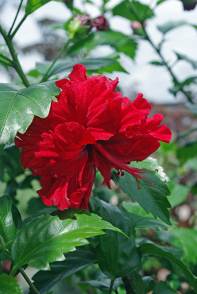 IMGP3945.jpg