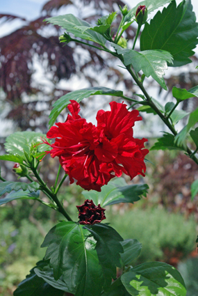 IMGP3946.jpg