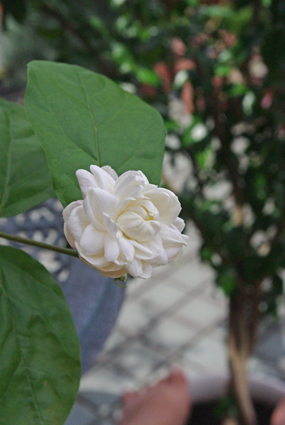 IMGP3951.jpg