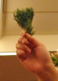 IMGP4314.jpg