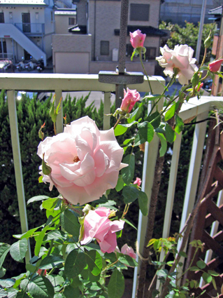 Img_0718.jpg