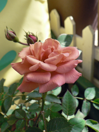 P1010611.jpg