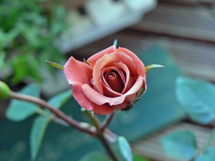 P1010654.jpg