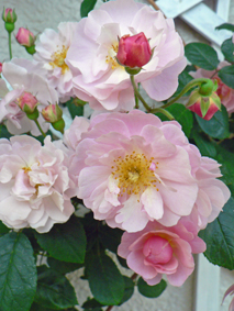 P1020157.jpg