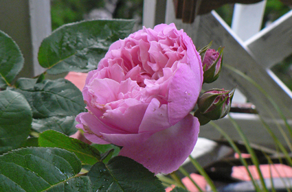 P1020184.jpg