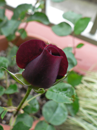 P1020278.jpg