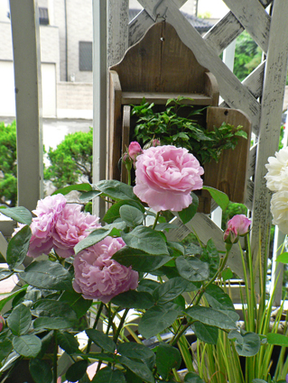 P1020332.jpg