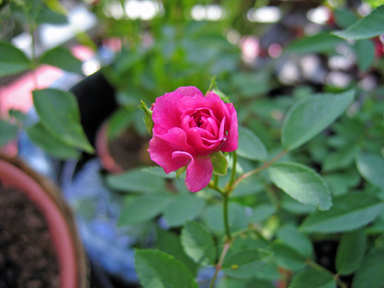 c8de9839.jpg