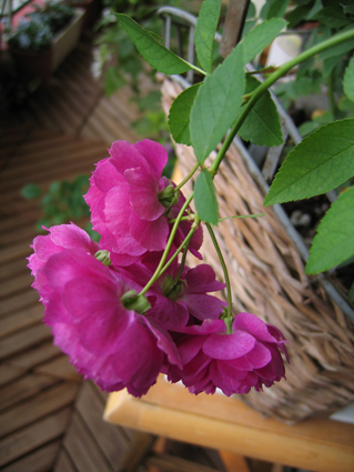 f0a00072.jpg